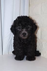 J0493 Grey Poodle Puff Ball Puppy