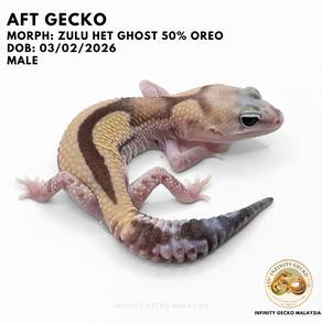 AFT African Fat Tailed Gecko Zulu Het Ghost 新山肥尾守宫