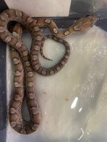 Corn Snake - Charcoal