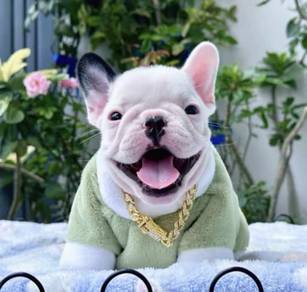 FRENCH BULLDOG PUPPIES 🌻S164 Charming  Boy