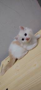 anak kucing untuk rehome