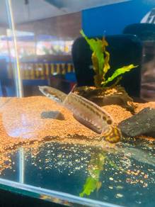 ikan Channa Belheri