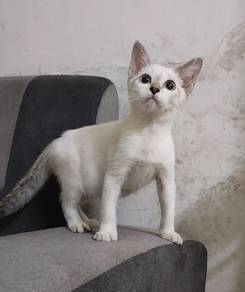 Male Siam mix