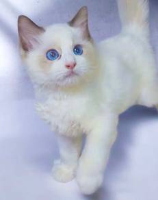 Ragdoll male 3 months plus