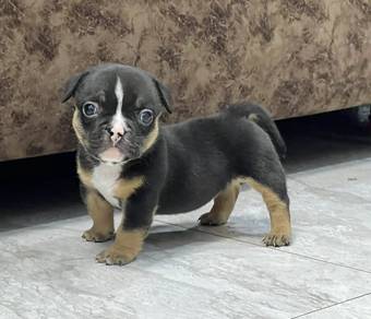 AMERICAN BULLY PUPPIES D92 🐻 Available Exotic