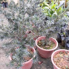 Benih Lohansung Podocarpus