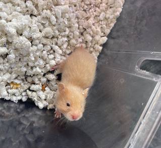 hamster big bone