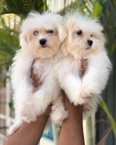 maltese