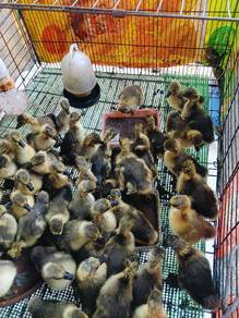 anak angsa kelabu runcit borong