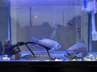 Pet Fish to sell