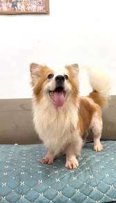 Corgi male rehome