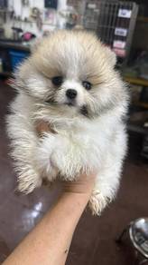 Pomeranian Male