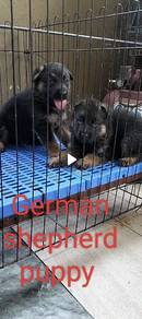 male and female German shepherd puppy 