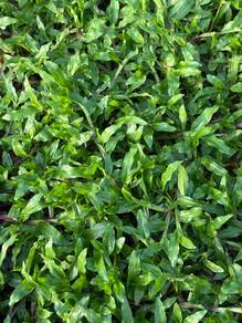 Cowgrass murah
