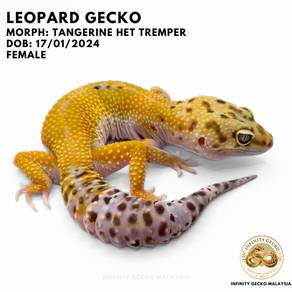 Leopard Gecko Tangerine Het Tremper Malaysia