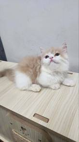 Munchkin Cat