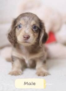 MINIATURE DACHSHUND Puppies D172 PREMIUM Quality