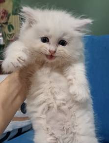 Solid white BLH kitten