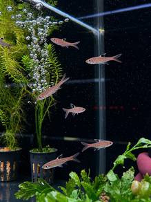 Emerald Eye Rasbora