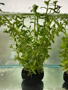 Aquatic plants