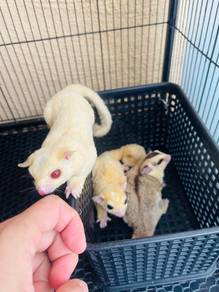 Sugar Glider Satu Colony