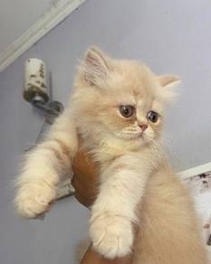 kitten exotic Longhair for rehome