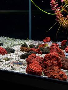 Endler Guppy