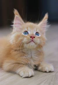 Red Tabby Maine Coon