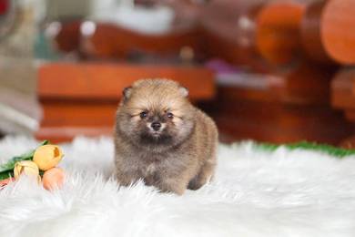 Tiny Pomeranian