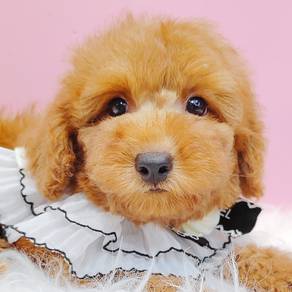 Tiny Toy Poodle
