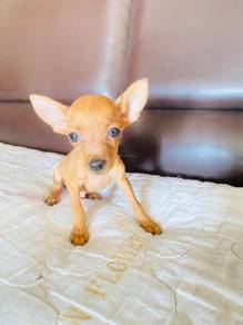 Mini Pincher puppy