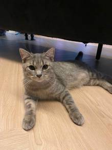Bsh Tabby For Rehome