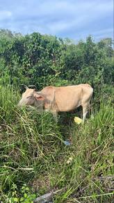 Lembu bara charoleis