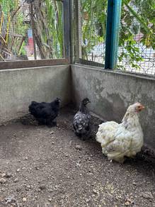 ayam hiasan silki cemani