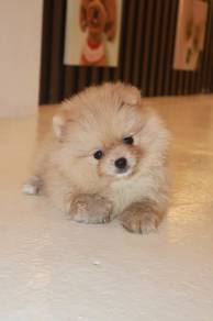 J0036 Pomeranian Big Eyes Fox Face Puppy