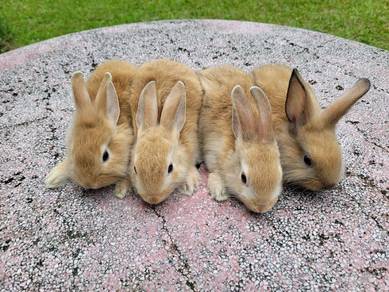 Rabbit Lionhead orange cute❤️❤️❤️