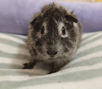 Gurnea Pig