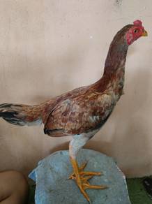 ayam