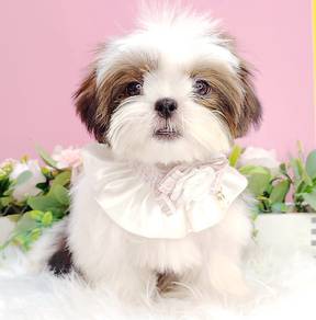 Shih Tzu
