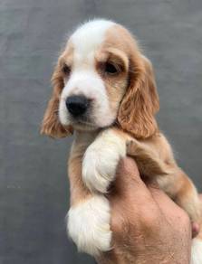 ENGLISH COCKER SPANIEL PUPPIES C51🌻 Male-Female