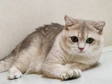 British Short Hair 