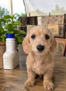 daschund mix