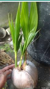 Kelapa pandan original