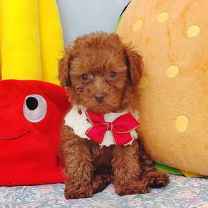 Poodle