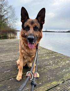 German Shepherd