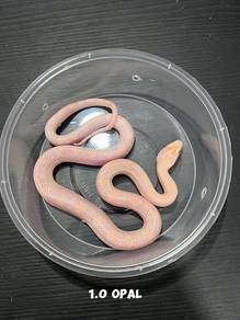 corn snake (opal morph) RARE!