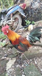 ayam