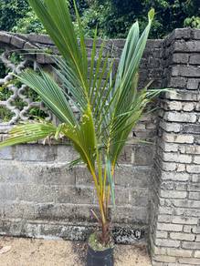 pokok kelapa filipin tinggi 7 kaki