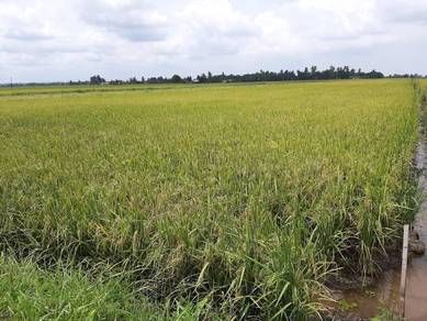 Agricultural Land in Kampong Gajah, PRK