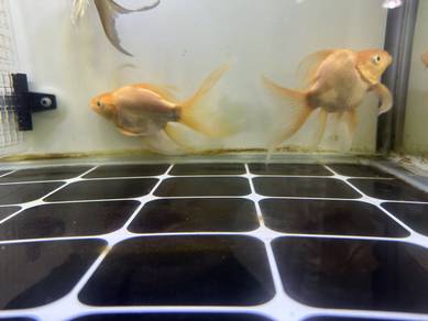 Ikan Butterfly koi (short body)
